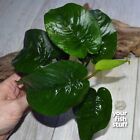 Anubias Butterfly Large And Beautiful Leaves  - Live Aquarium Freshwater Plants 