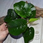 Anubias Butterfly Large And Beautiful Leaves  - Live Aquarium Freshwater Plants