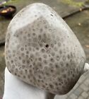 Very Large Petoskey Stone  Completely Polished  No    mud     4 Lbs   14 Oz 