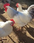 12   2 Delaware Hatching Eggs Dual Purpose Meat Heritage Chicken Npip Certified