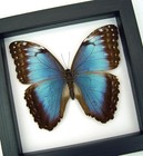 Real Framed Blue Morpho Helenor Female Butterfly Taxidermy Classic Black Display