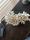 Large Natural White Sea Coral Cluster Fingers Ocean Specimen 6   t X 12    L X 6    W