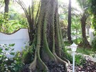 Kapok  silk Cotton Tree   Ceiba Pentandra  Tree Seeds  fast  Tropical 