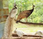 5 Variety Pack Of Peafowl Peacock Hatching Eggs   ready Now 
