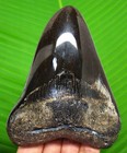 Megalodon Shark Tooth Real Fossil - 4 16    Stunning Shark Teeth No Restorations
