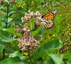 Lot Of 10 2024 Common Milkweed Pods Not Cold Stratified Help Monarchs