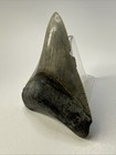 Megalodon Shark Tooth 3 51 Inch - Beautiful - Serrated Fossil - Matrix 19291