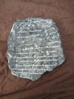 Antique Polished Nautiloid Fossil Plate With Multiple Specimens  Preowned  