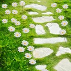 20pcs Daisy Garden Stakes Iron Metal Flower Yard Patio Lawn Decor White