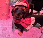 Dachshund Dog Christmas Figure With Santa Hat And Scarf