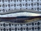 Vintage Tiffany   Co  925 Sterling Silver Baby Barbel Rattle  5    Long 84 2 Grams