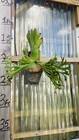 Platycerium Staghorn Fern Coronarium Thin Thin  10