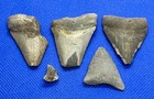 5 Megalodon Shark Teeth Fossil Black Creek  Clay Co  Florida Rare Site Authentic