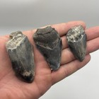Megalodon Tooth Lot 3 Authentic Shark Teeth Fossils Florida