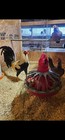 Joe Goode  Grey   One Dozen Gamefowl Hatching Eggs