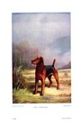 Antique Airedale Terrier Print 1930s Ward Binks Airedale Art Illustration 5322a