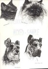  3 Cocker Spaniel Pup Portrait Dog Art Print   Pen   Ink Drawing By Jan Jellins