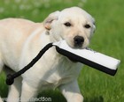 Avery Greenhead Gear Dog 2  White Black Flasher Canvas Training Bumper Dummy Atb