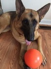 Indestructible 6inch Dog Ball  Durable  Fun  Assorted Colors For Dogs