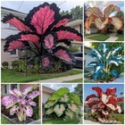Black Caladium Flowers 100 Seeds Araceae Elephant Ear Heart Of Jesus Angel Wings