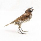 Bird Tree Sparrow Specimen Oddities Curiosities Taxidermy Craft Home Decor