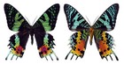 Urania Ripheus 10 Pcs  Madagascar Sunset Moths   Papered