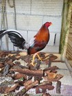 Gamefowl Eggs For Hatching