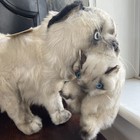 1983 Avanti Himalayan Cat   Kitten Plush Stuffed Animal 24  Applause Jockline