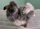 Hansa Retired 2010 Extinct Dodo Bird Plush Toy Stuffed Animal 7 