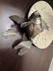 800 Silver And Agate Fish