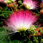 10 Rain Tree Seeds Monkey Pod  hitachi   albizia Saman  Tropical Flower Rare