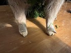 Raccoon Taxidermy Mount Hunting Cabin Decor Both Front Feet Are Broken   See Pic