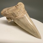Rarely Offered 1 89  O  Aksuaticus Shark Tooth - Transitional - Early Eocene  Kz