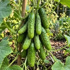 50 Mini Fruit Cucumber Seeds For Planting - Premium Heirloom Mini Fruit