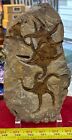Mass Mortality Fossil Starfish Geocoma Carinata Morocco 150 Million Years Old