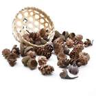 60 Pack Dried Seed Pods For Diy Decorations - Christmas Decor - Floristry