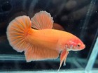 Live Betta Fish Giant  Super Orange Hmpk Male Real Picture Quality Grade