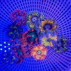 Ultra Rock Flower Anemone Rainbow 3 Pack