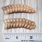 2 Very Very Large Rattlesnake Rattles    7563   Taxidermy Diamondback Sidewinder