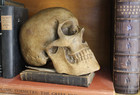 Rare Human Skull Anatomical Medical Death Oddity Funeral Doctors Artists Model