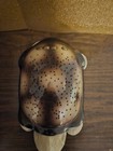 Cloud B Twilight Turtle Plush Star Projector Nursery Night Light
