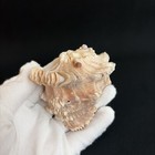 Neorapana Muricata  Muricate Purpura  72mm  W o  Seashell From Galapagos Islands