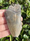 Natural Beautiful 3 07    Megalodon Tooth Fossil Shark Teeth