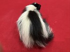 Juvenile Skunk Standing   Taxidermy