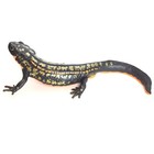Nature Techni Colour Figure Magnet  Sword-tail Newt Ikimon Japan