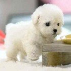 My Realistic Robot Puppy Electronic Interactive Pet Dog Cute Gifts For Kids