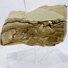 Owyhee Picture Jasper Polished Slab Display Stone Oregon Usa Lapidary Fine Rough