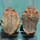 Trilobite  Eldredgeia Venustus  Bolivia Devonian Trilobite Fossil