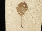 Big  100  Natural 50 Million Year Old Leaf Fossil From Wyoming 710gr