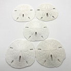 Lot Of 5 Sand Dollars Sea Shell From Southwest Florida 2    Each G07